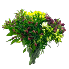 Alstroemeria